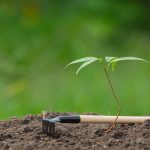Optimizing Landscape Fertilization in Hattiesburg, MS – 2024