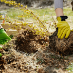 Why You Should Hire a Professional Mulching Company for Your Garden and Landscape