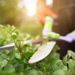 From Overgrown to Outstanding: Expert Landscape Maintenance Services That Elevate Your Curb Appeal