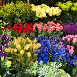 Seasonal Plant and Flower Services: Colorful Gardens All Year Long